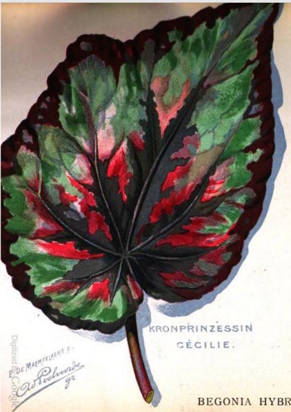 B. ‘Kronprinzessin Cecilie’